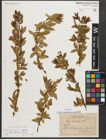 Foto von Salix triandra subsp. amygdalina (L.) Schübl. & G. Martens